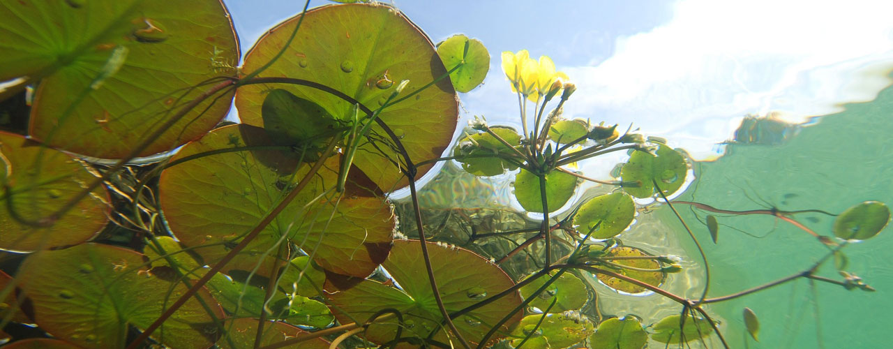 Floating aquatic plants