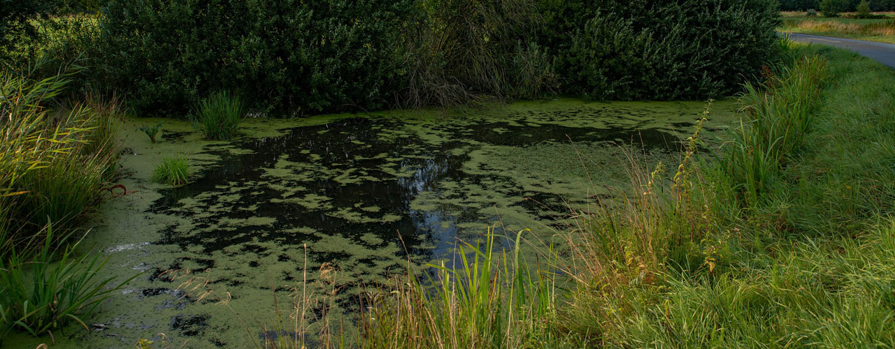 Invasive water plants