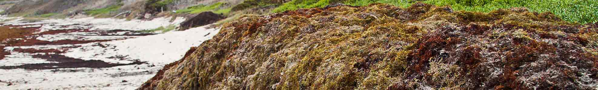 Sargassum Seaweed Aquatic Weed ontrol