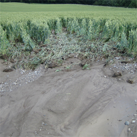 River bank Erosion