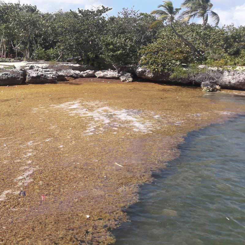 Floating Seaweed Barrier Blocks Seaweed From Beaches