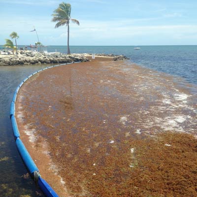Seaweed Sargassum Boom Seaweed Boom