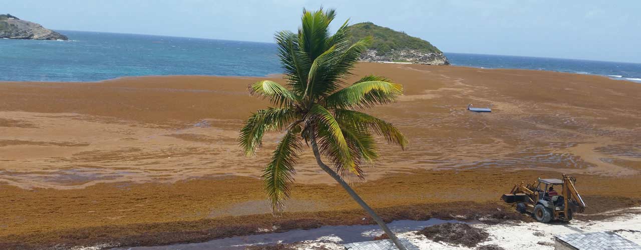Invasive Aquatic Plants