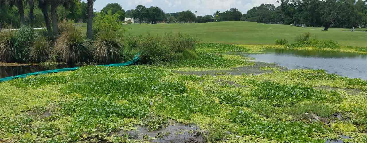 Invasive water plants