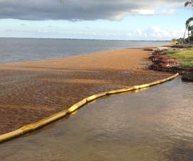 floating seaweed barrier