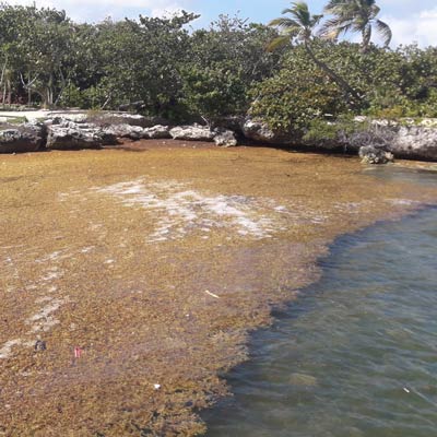 floating seaweed